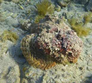 Schnorcheln Marsa Alam