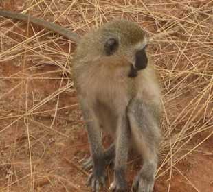 Safari "Tsavo West"