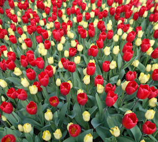 Blumenpracht im Keukenhof