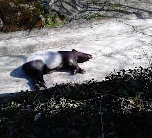 Tierpark Hellabrunn in München
