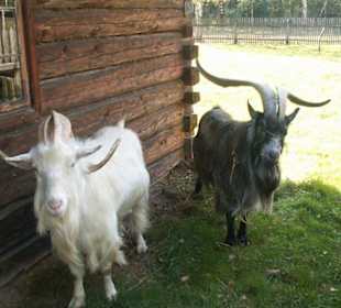 Zwierzęta hodowlane