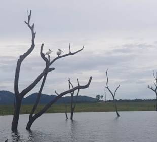 Stausee Senanayake Samudraya