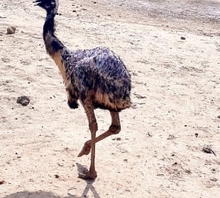 Al Areen Wildlife Park