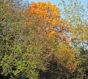 Rundgang durch den Hamburger Stadtpark
