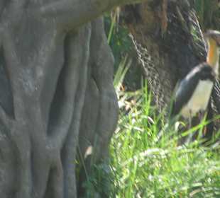 В зоопарке Бали