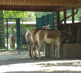 Kulan