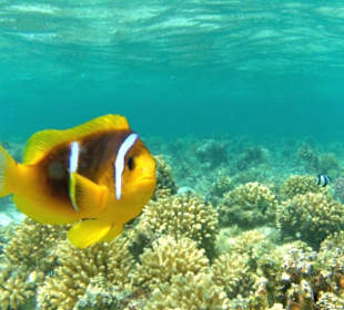 Schnorcheln Hurghada