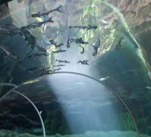 Aquarium