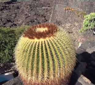 Fundacion Cesar Manrique