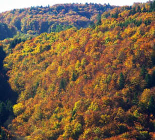 Farbenkleid besonders gut zu sehen