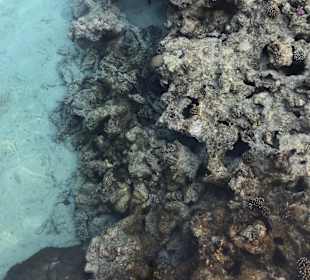 Schnorcheln Sahl Hasheesh