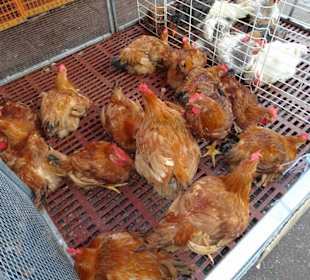 Rundgang über den Marché forain du Front de Mer