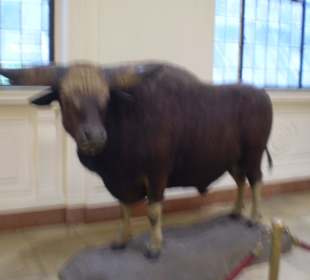 Zoologisches Forschungsmuseum Alexander Koenig