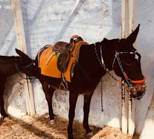 Eine Zumutung in Santorin