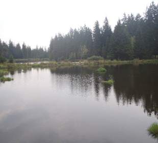 Kladská - rašeliniště