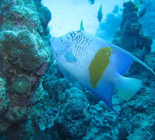 Arabischer Kaiserfisch