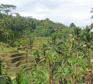 Blick auf die Terrassen