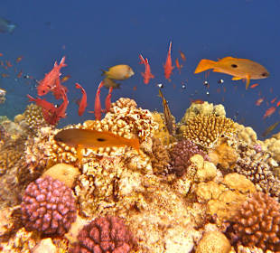 Housereef