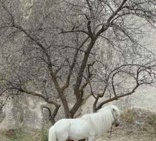 To nie Narnia, to Kapadocja!