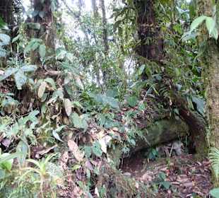 Wanderung durch den Nebelwald/Regenwald