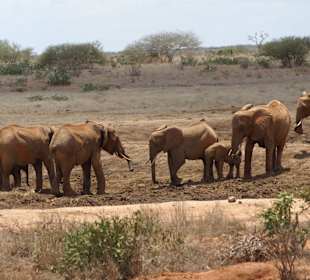 Ausgetrocknetes Wasserloch