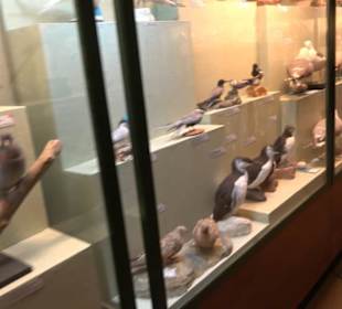 Naturhistorisches Museum