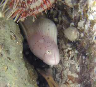 Murène grise: plage de l'hotel