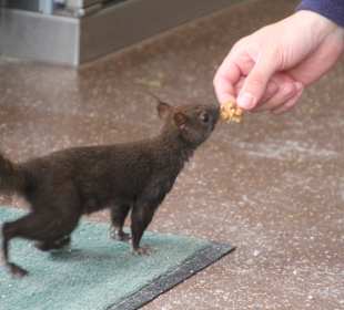 Landtmann's Jausen Station - Eichhörnchen