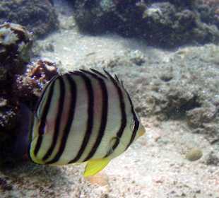 Falterfisch am Hausriff Hotel Coral Cove Chalet