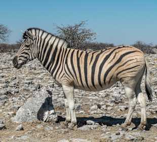Steppenzebra