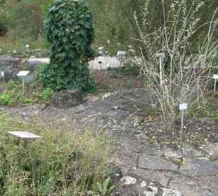Apothekergarten