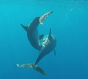 Delfine und Gäste von Mo haben Spass