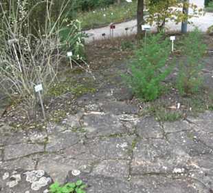 Apothekergarten