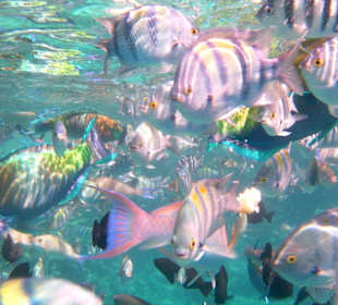 Rybki przy hotelowej plaży 