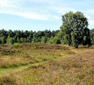 Impressionen vom Pestruper Gräberfeld