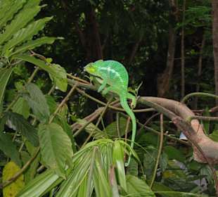Chamäleon im Regenwald
