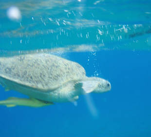 Schildkröte in Abu Dabab beim Abtauchen