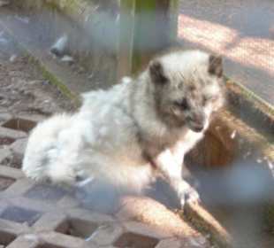 Polarfuchs
