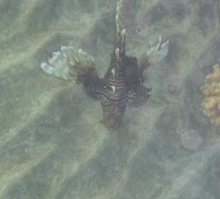 Schnorcheln Marsa Alam