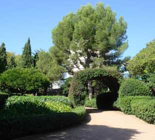Bougainvillea, leider schon am Abblühen 