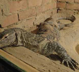 Varan in zu kleinen Terrarium! 