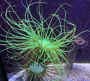 Aquazoo Löbbecke Museum Düsseldorf