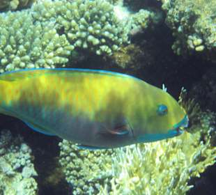 Begegnungen am Hausriff Hotel Melia Sinai