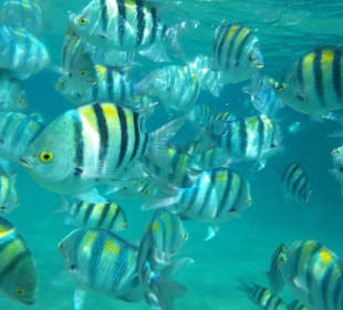 Wunderschöne Unterwasserwelt