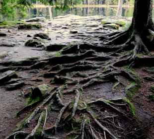 Wurzelwerk über dem Felsboden