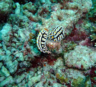 Tauchplatz "Three Palms"