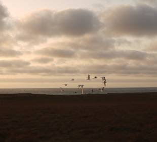 Vögel die uns begleiteten