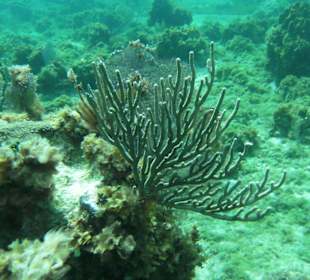 Koralle beim Schnorcheln