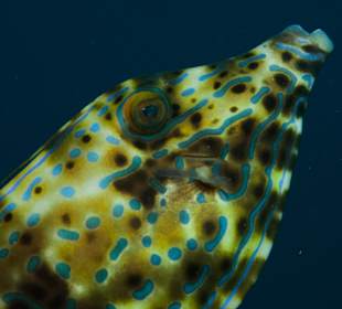 Tolle Unterwasserwelt