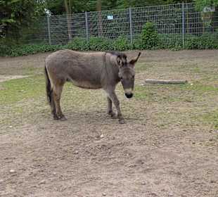 Tierpark Vogelhäusel Rauenberg